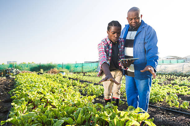 african males using tablet in vegetable garden - 智慧農業 個照片及圖片檔